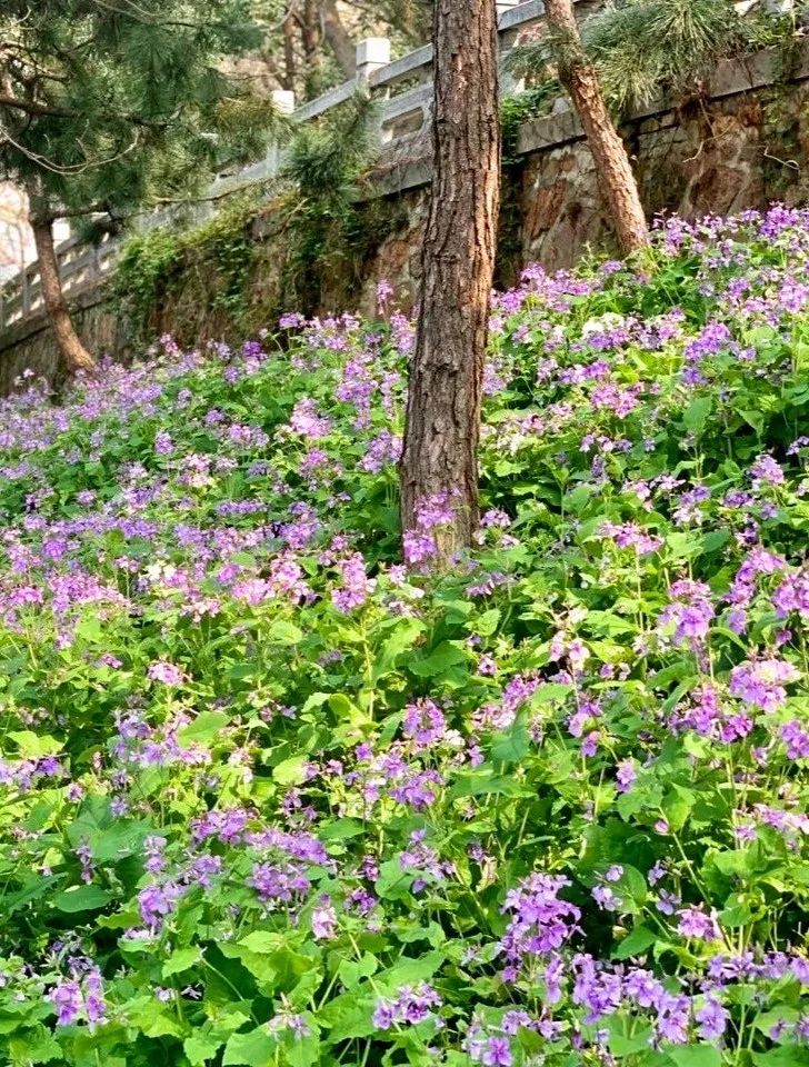 黄鹤楼细支神秘花园,黄鹤楼神秘花园