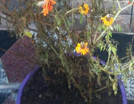 万寿菊感染斑枯病和花腐病,掌握这五个办法,枯萎病斑立马褪散