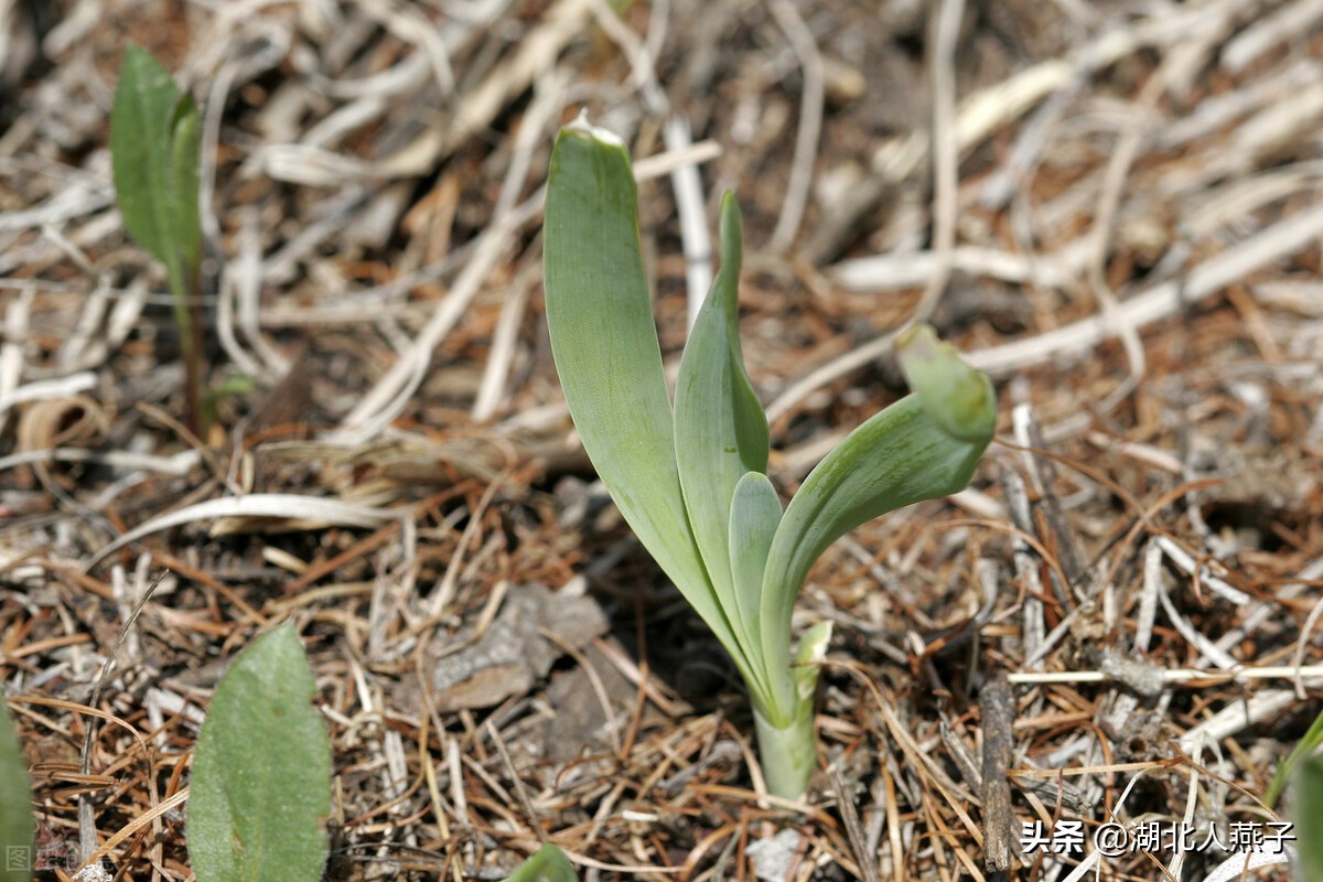 常见野菜的种类和图片大全 (各种野菜大全带图片)