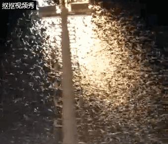 晚上开灯进来好多小飞虫怎么办,晚上开灯就引来很多飞虫是什么