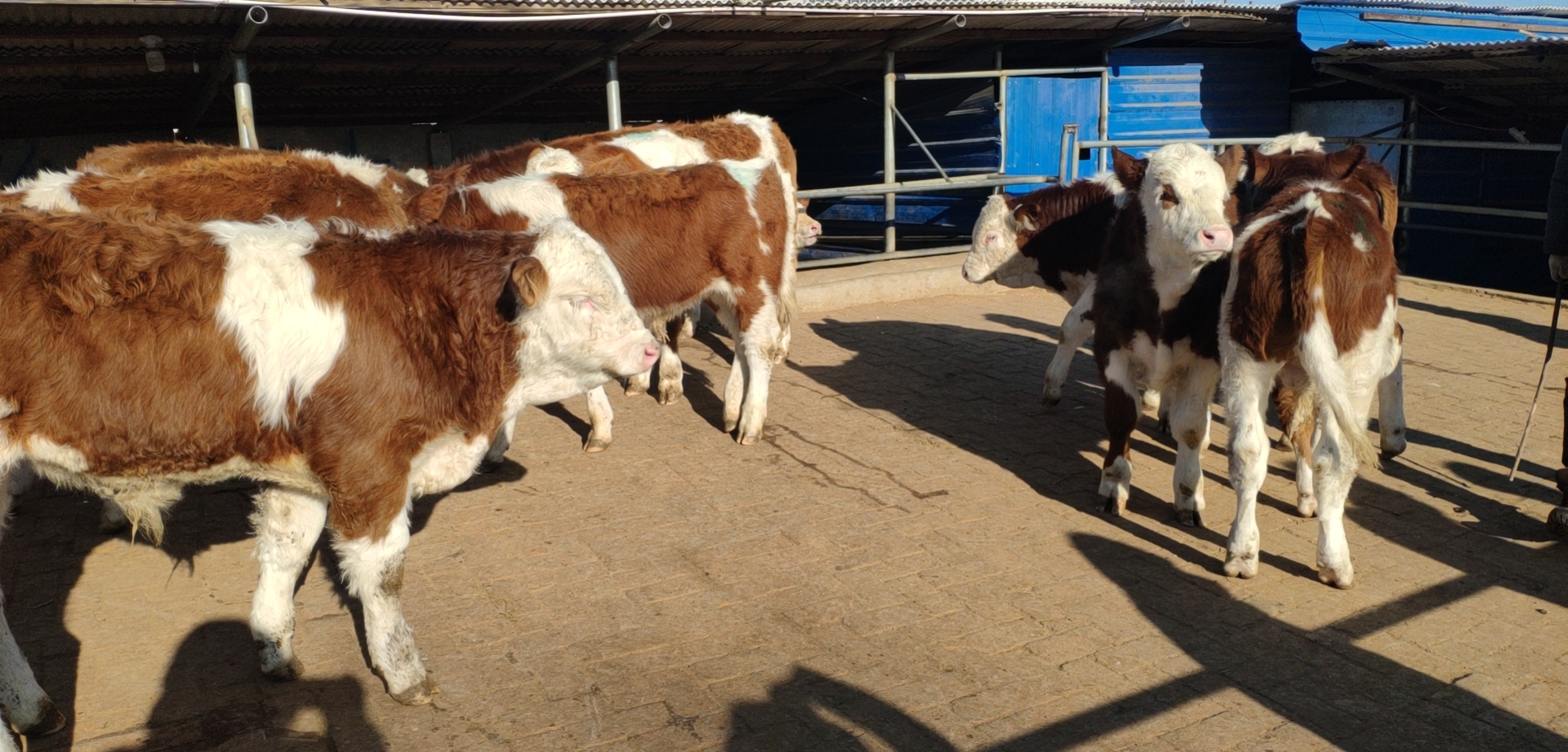 养牛一般养多少牛合适呢,养牛要怎么养才能把牛养好