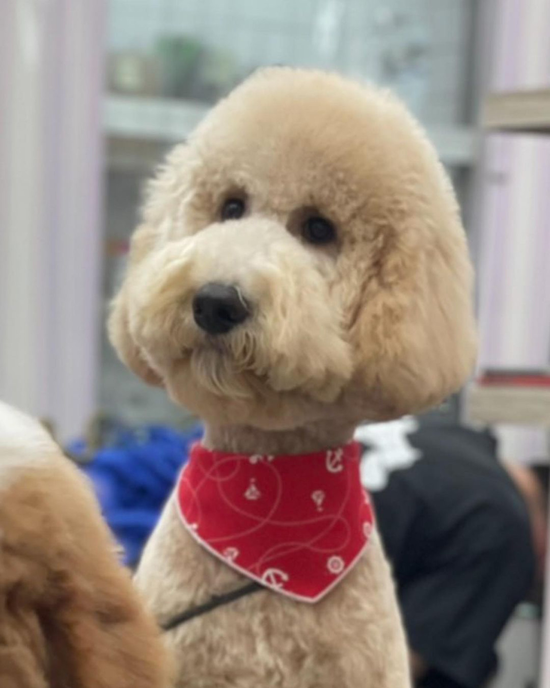 巨型贵宾犬发狂,巨型贵宾犬在家乱叫