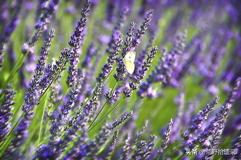薰衣草的种植方法及管理技术要点,熏衣草种植方法及养护常识有哪些
