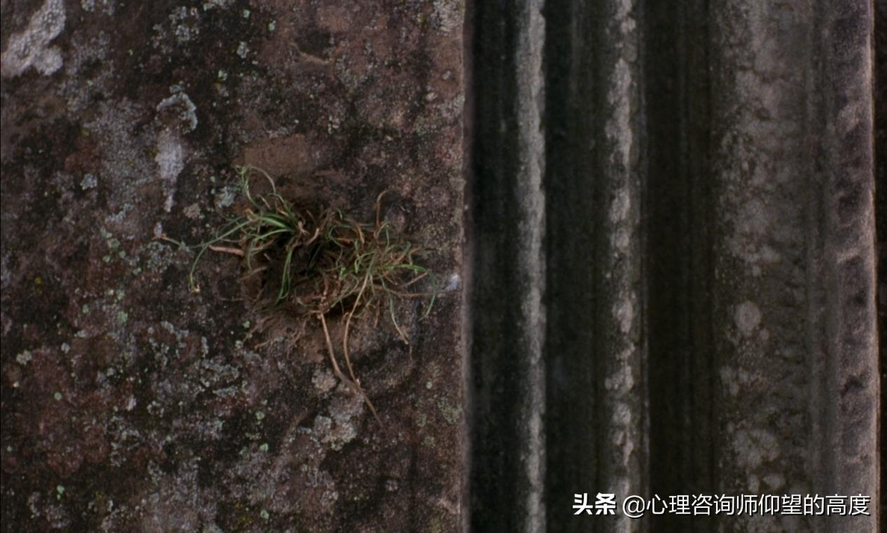 最好的树洞是什么,生活中的树洞是什么