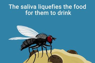 苍蝇爬到吃的食物上会怎样,苍蝇会爬到哪些食物上