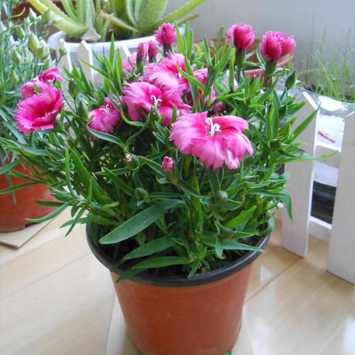 养花让生活充满生机,养花给家里增添一点生机