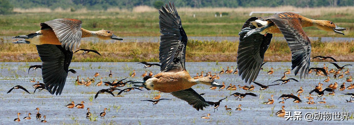 鸭子急促而又尖锐的叫声,鸭子的叫声是从哪里发出来的