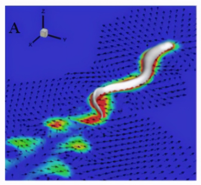 鱼为什么会游泳30字,鱼为什么会游泳