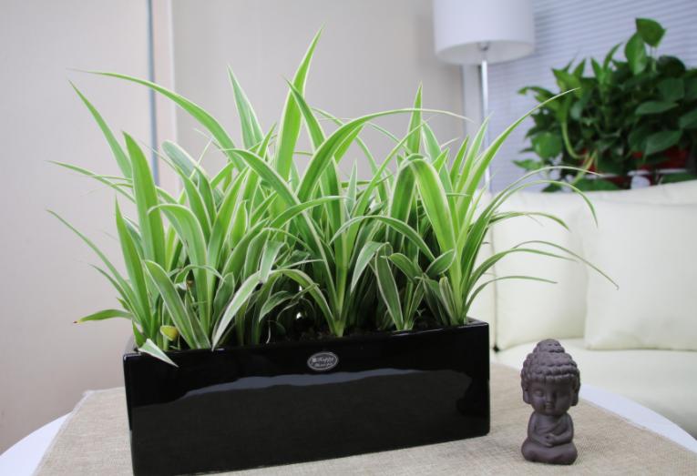 蚊香杀虫剂可以消灭花上的虫卵吗,蚊香灭小苍蝇怎么消灭最彻底