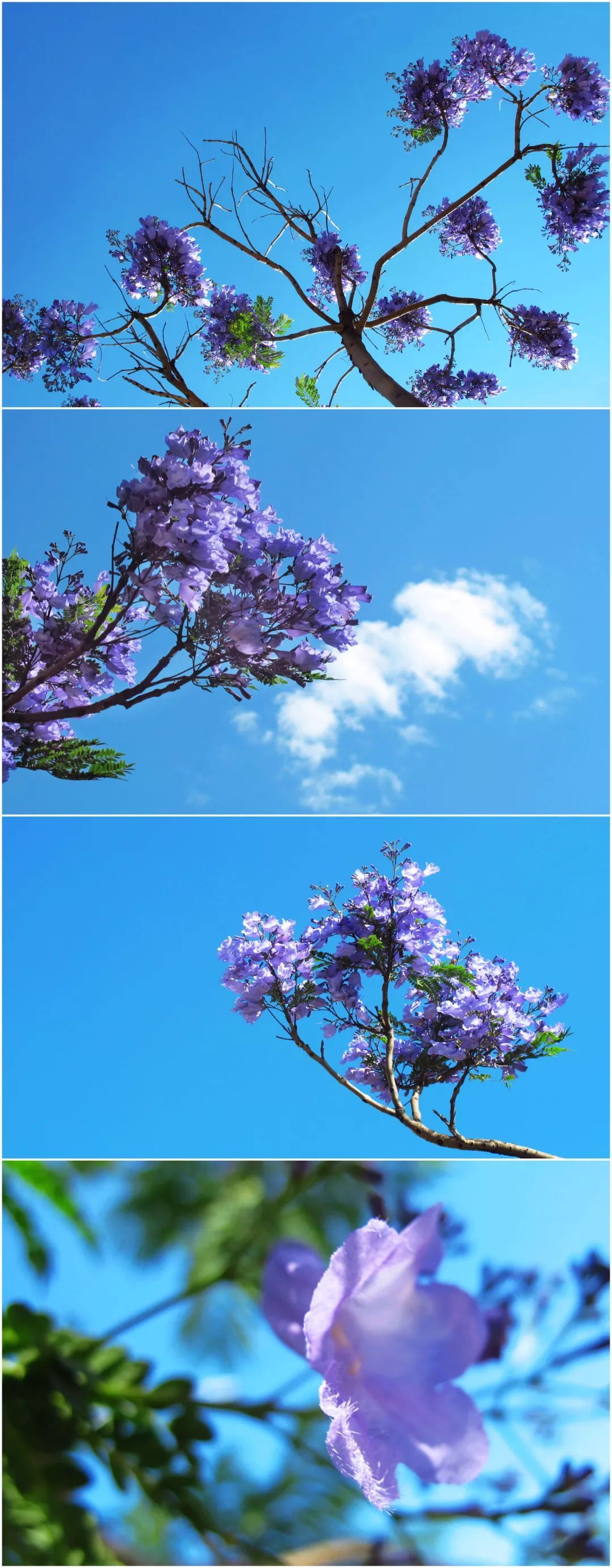 100种常见观叶植物图鉴史上最全,农村常见的100种植物