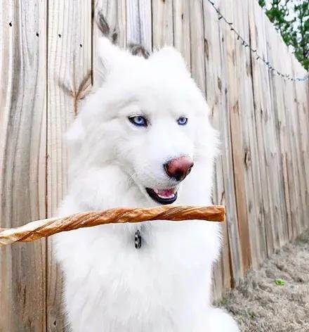 一只经常被误认为萨摩的哈士奇，没想到它居然长这样，太沙雕了