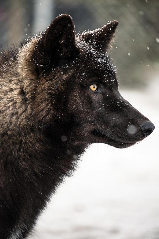 芥川龙之介竹林中的人性观,无力承担的自我芥川龙之介