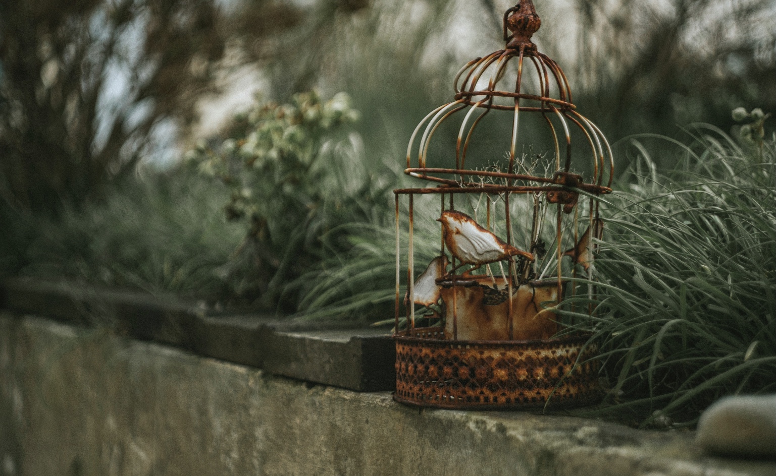 鸟笼效应十大效应,鸟笼效应启发