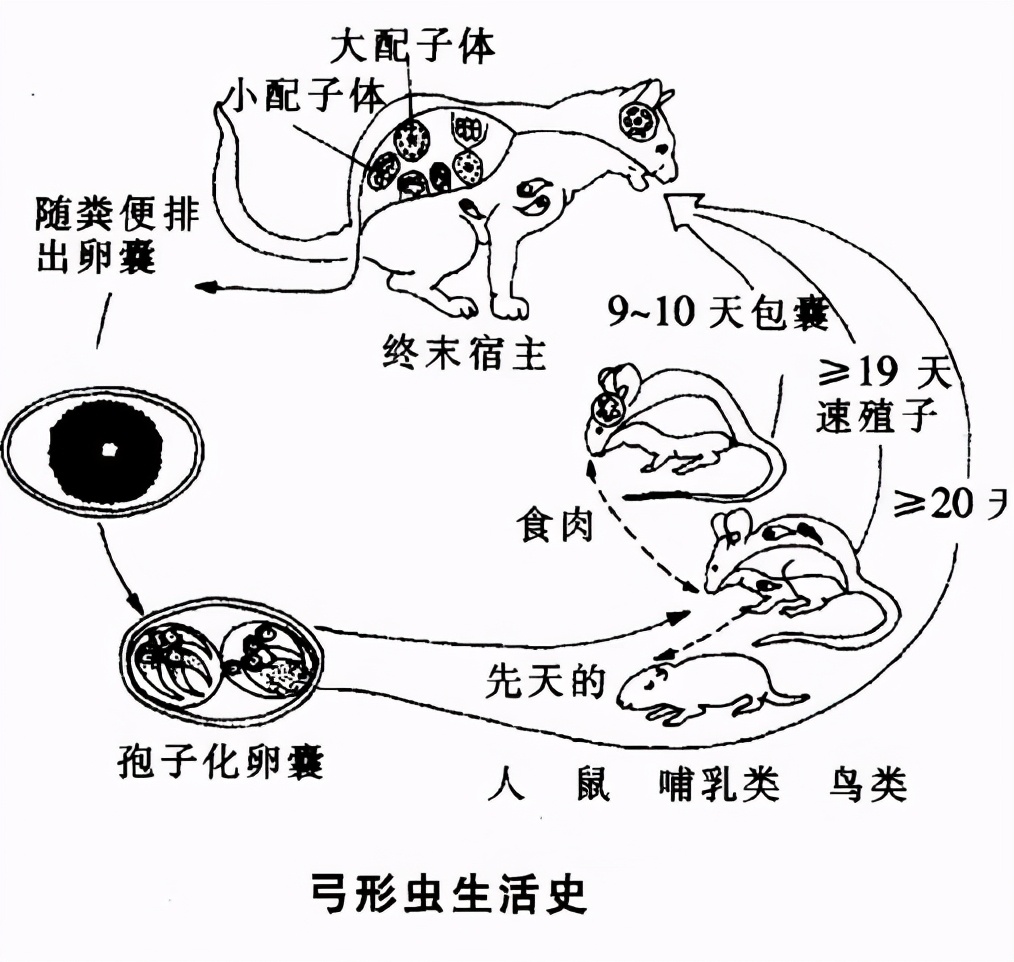 体彩足球买6场中5串一没容错,体彩足球买8个只中了一个