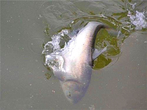 盘式钓鲢鳙,钓鲢鳙的鱼盘