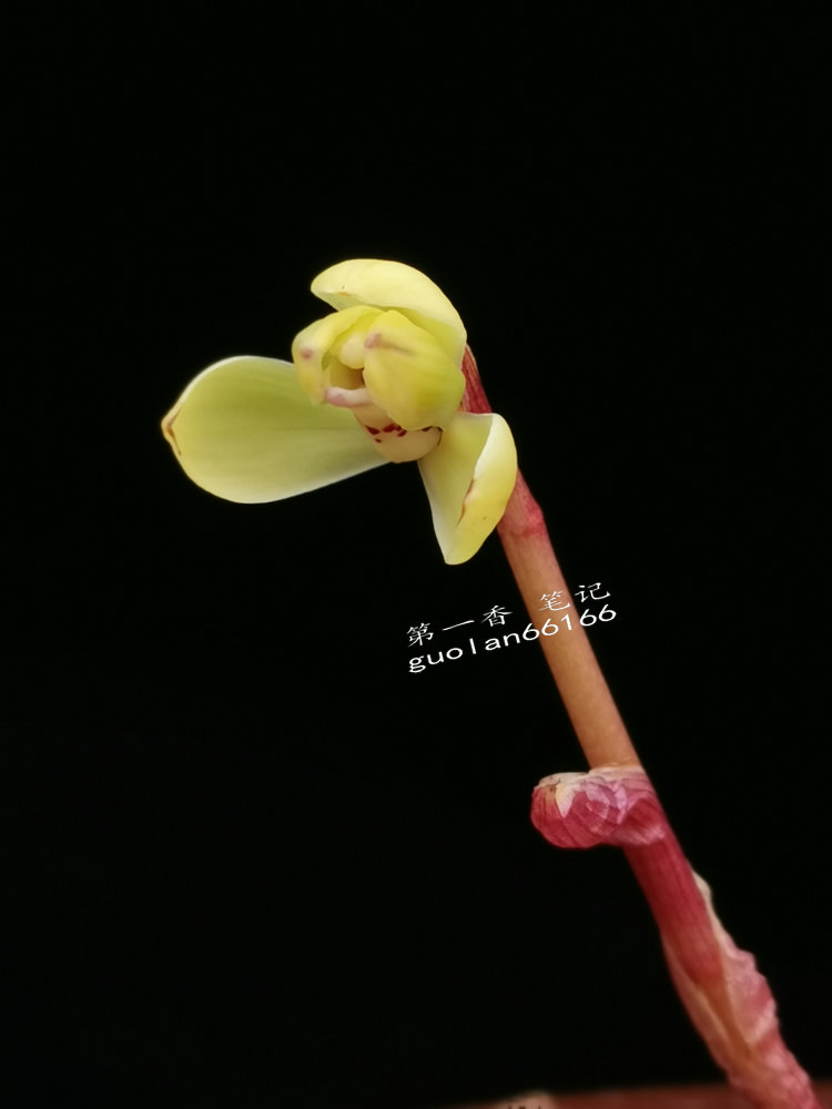 「花开欣赏」0340：春兰定缘梅单花竞开