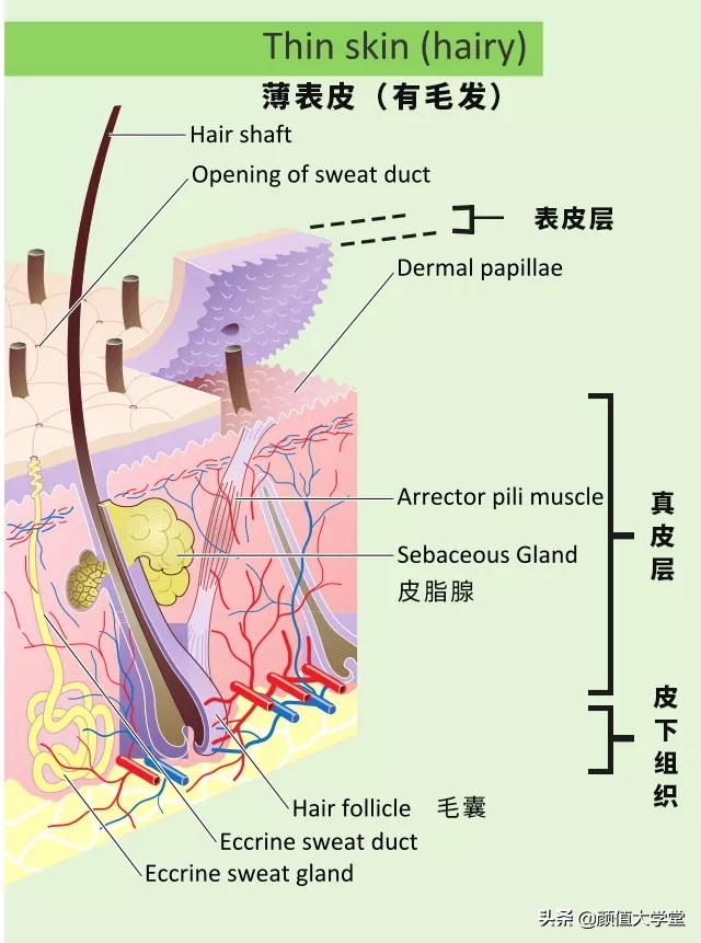 运动可以让脸上皮肤变好吗,脸上敷什么可以让皮肤变好
