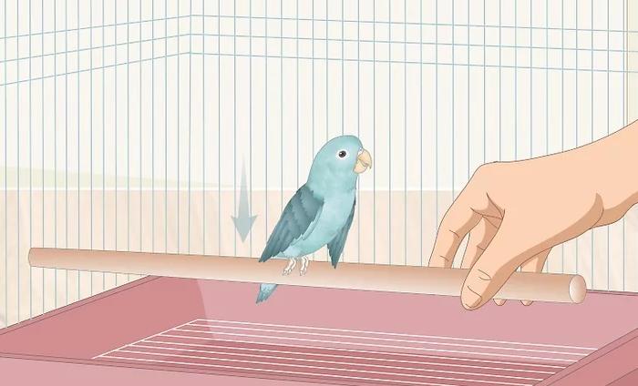宠物鸟需要注意的疾病,怎么照顾生病的狗狗