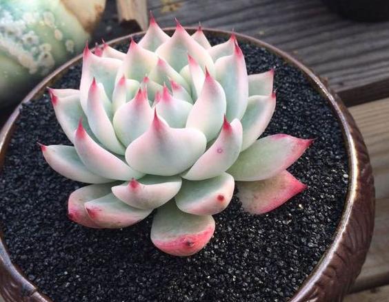 多肉吉娃娃叶子枯萎怎么回事,多肉吉娃娃翻盆叶子发软