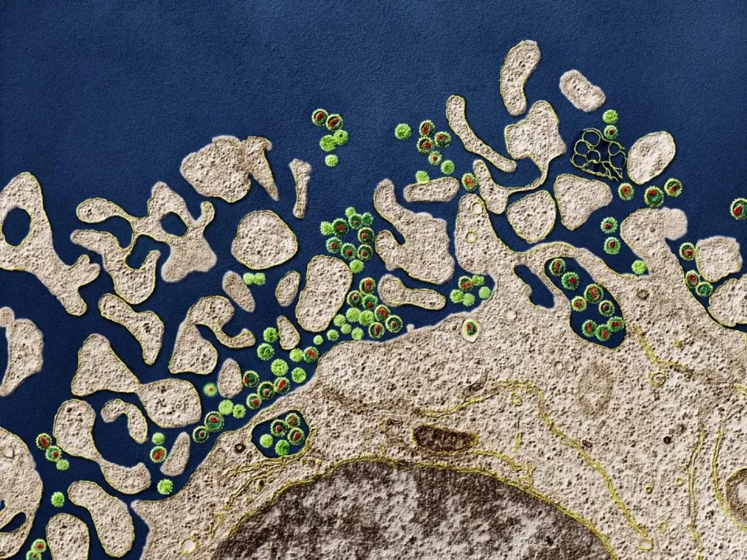 传染病彻底根除要多久,传染病是怎样攻克的