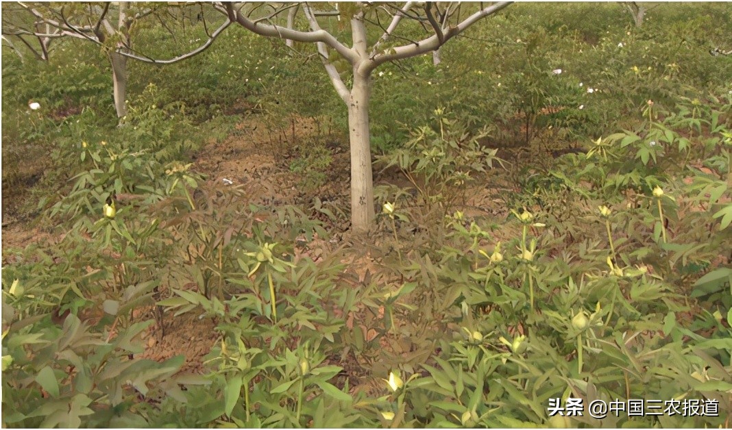 牡丹如何通过栽培增加其观赏价值,牡丹种植的价值