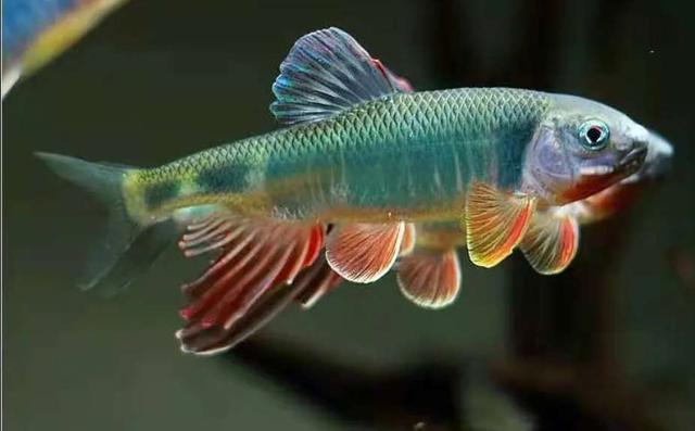 初次养观赏鱼的正确方法,观赏鱼定期检疫方法