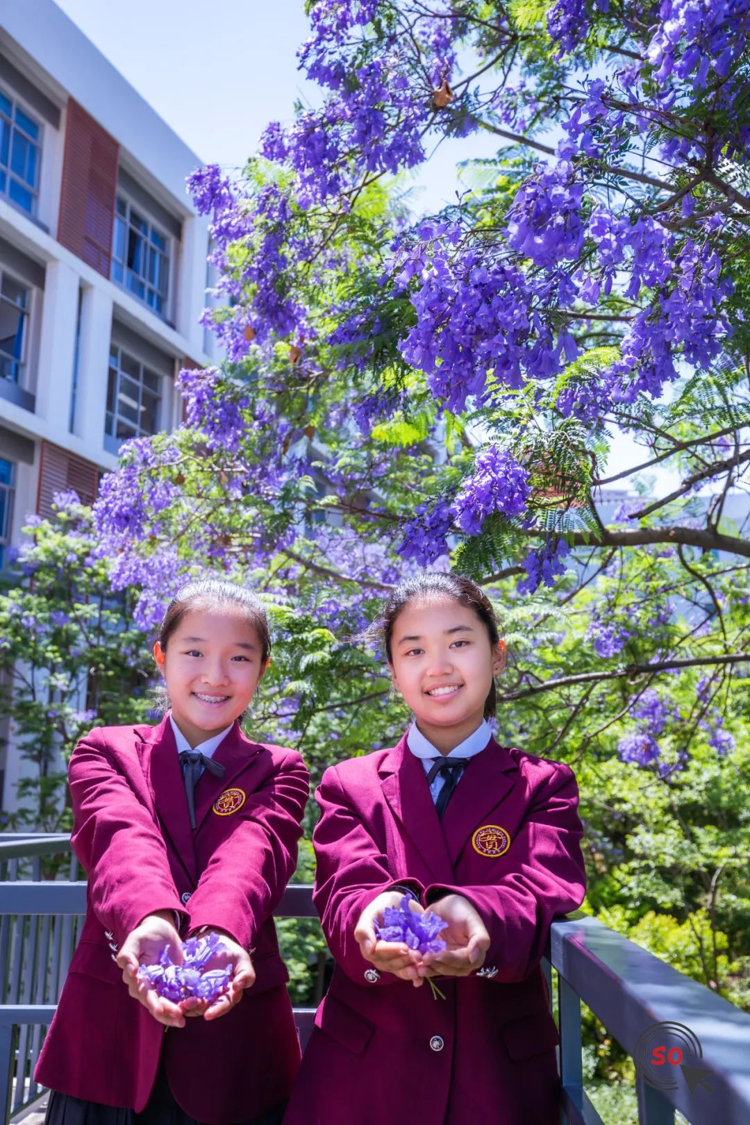 校园|遇见.初夏属于十中的紫色烂漫