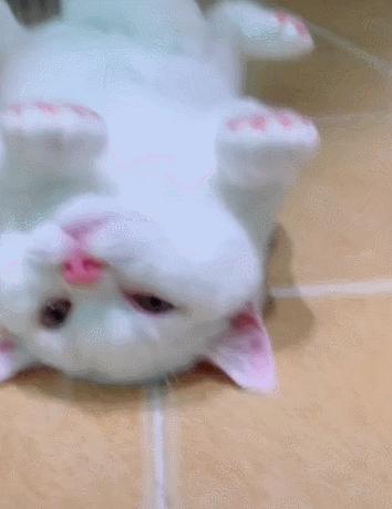 俄罗斯猫敢惹吗,俄罗斯猫有多凶猛