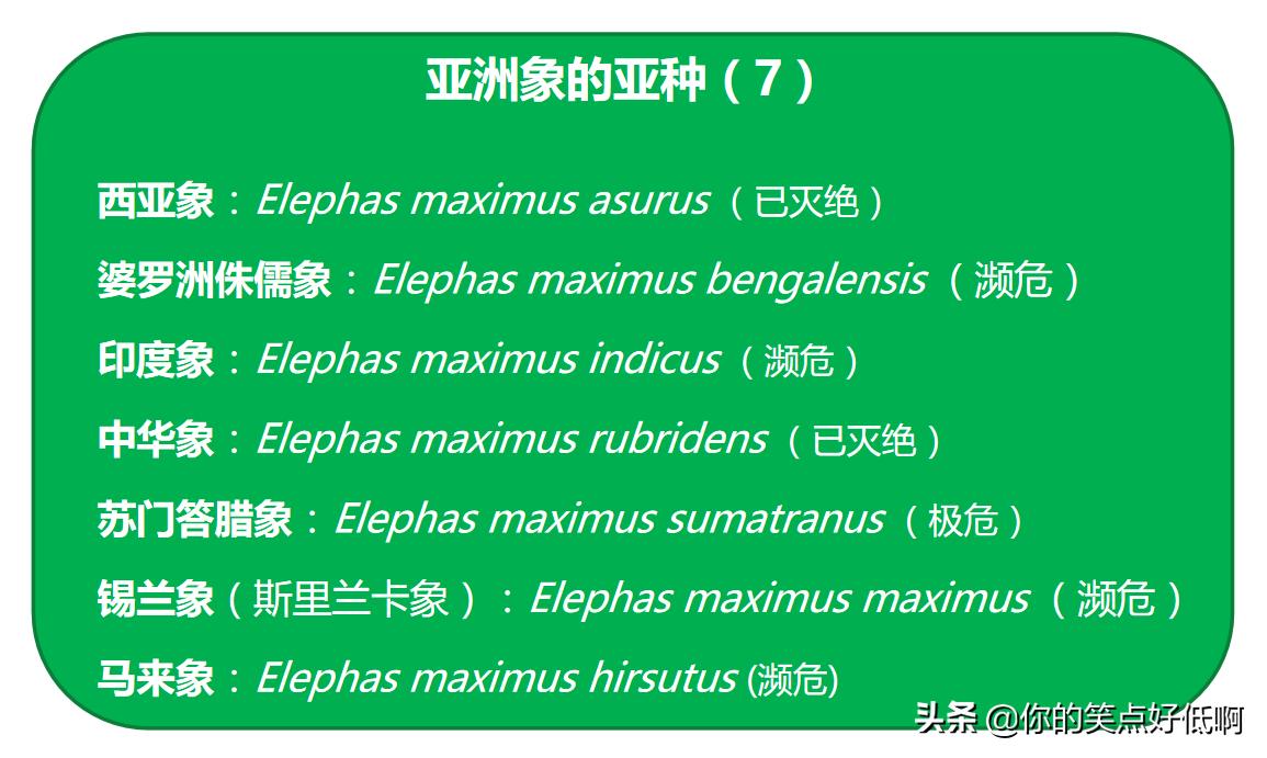 大象只有非洲象和亚洲象两种？错了