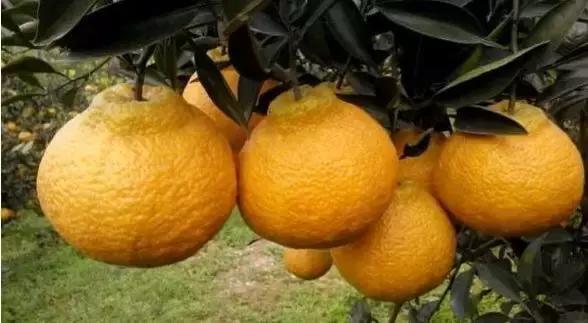柑橘表皮凹凸不平怎么防治,果皮病害识别图