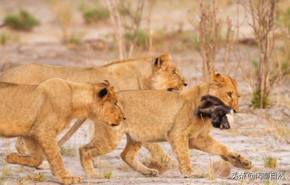 唯一能和狮子抗衡的动物,唯一敢和狮子正面硬刚的动物