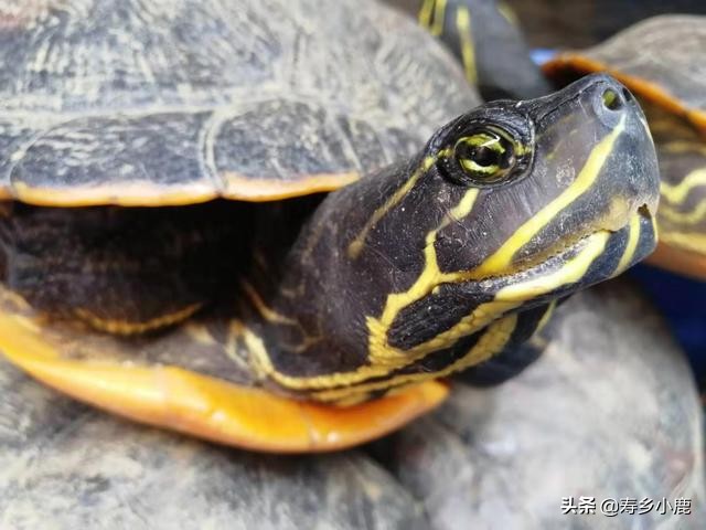 养宠物龟的十大必备理念,宠物龟养什么好