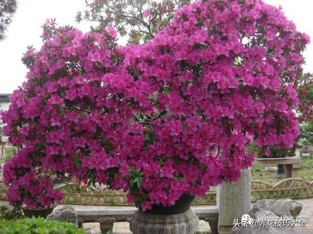 快死的杜鹃花还能救活吗,杜鹃花刚栽活就掉叶子怎么办