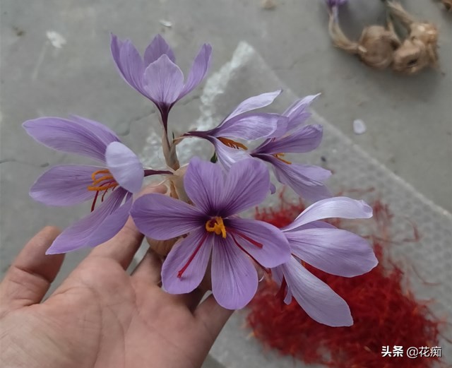 药用藏红花观赏,观赏的藏红花能食用吗