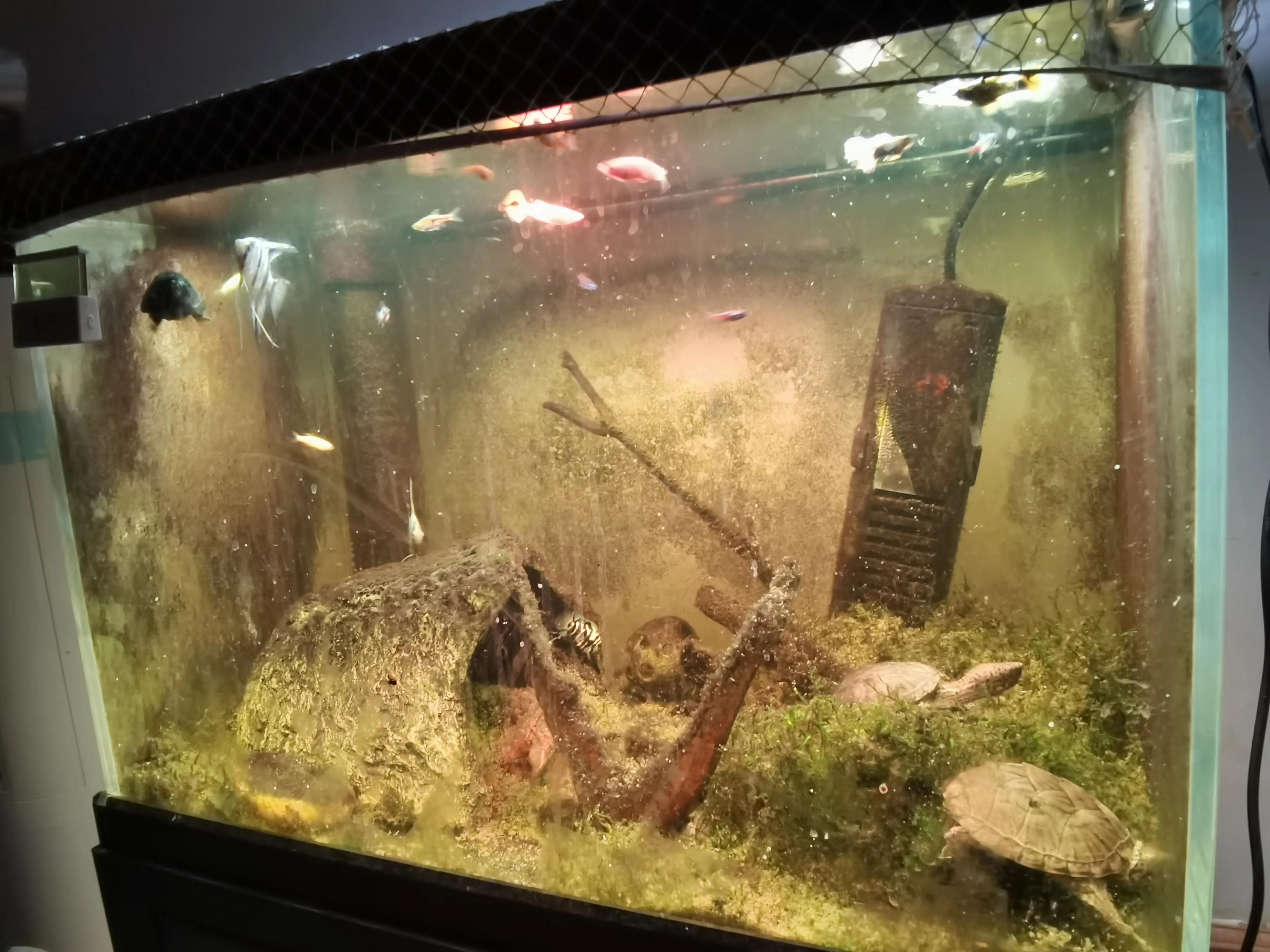 8cm的龟和2cm的龟可以混养吗,养龟技巧用什么盆