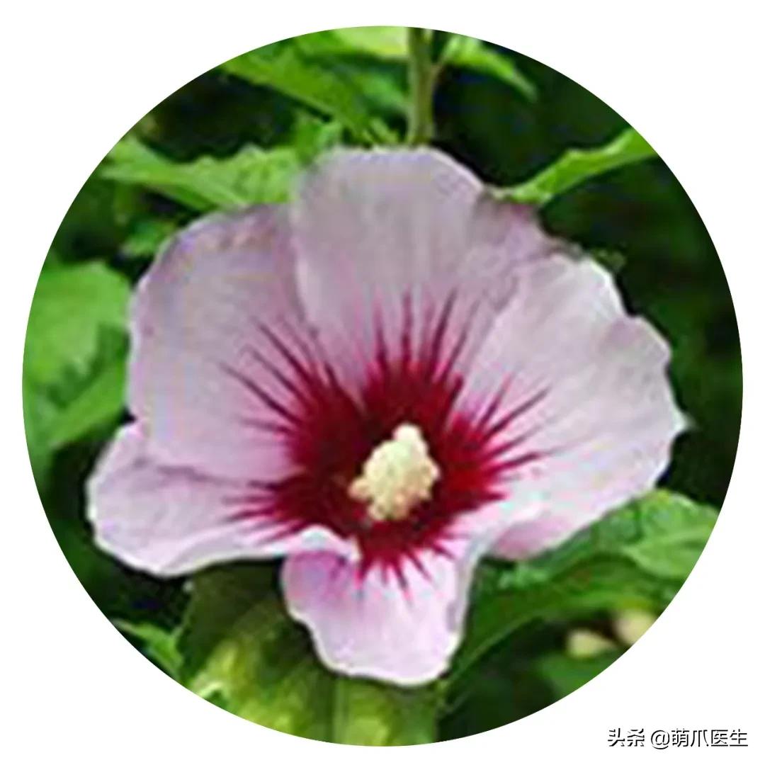 养了猫还适合养鹦鹉吗,养了猫还能养松鼠吗