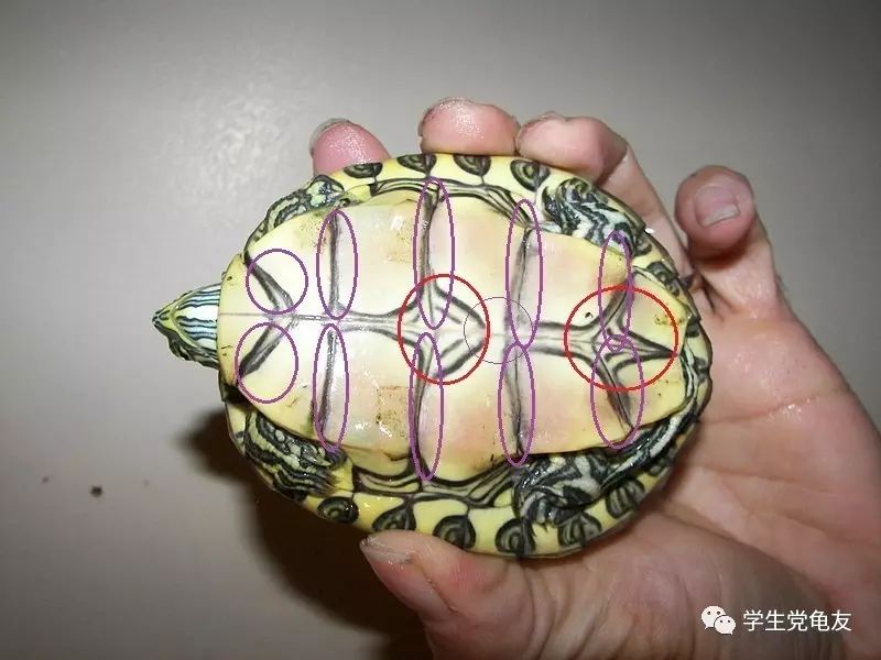 真假李逵——我们买到的“大河甜甜圈”是何许龟也?