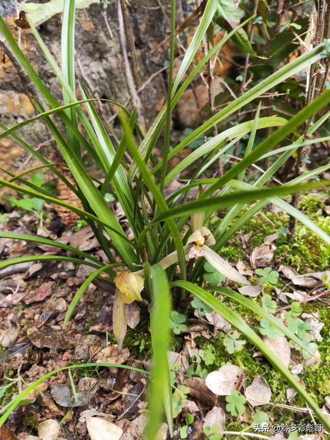 兰花品种鉴定方法,兰花的品种和鉴定方法