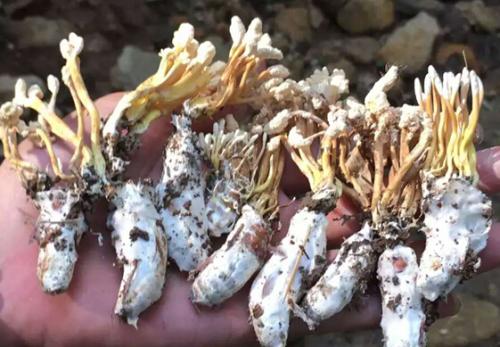 金蝉花中药怎么食用,药食同源话蝉花