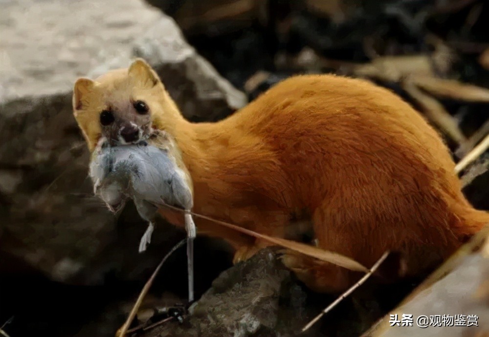 猫咪会捕食黄鼠狼吗,猫咪捕食大黄鼠狼