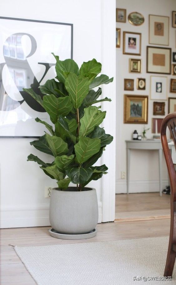 好养的北欧风大型绿植 (12款北欧风格绿植轻松打造ins风)