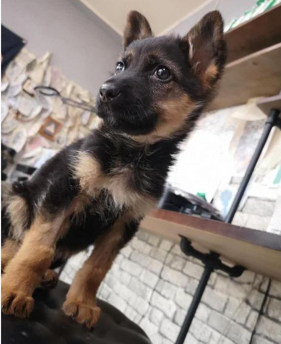 德牧呕吐白沫啥原因,德牧呕吐的厉害