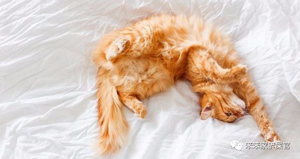 猫咪又吐又拉怎么治疗,猫咪又拉又吐拉水了怎么办