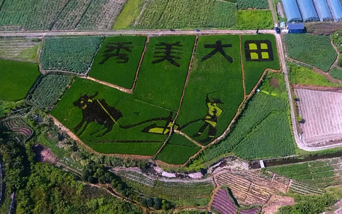 长跑18年,从此“大田”是故乡