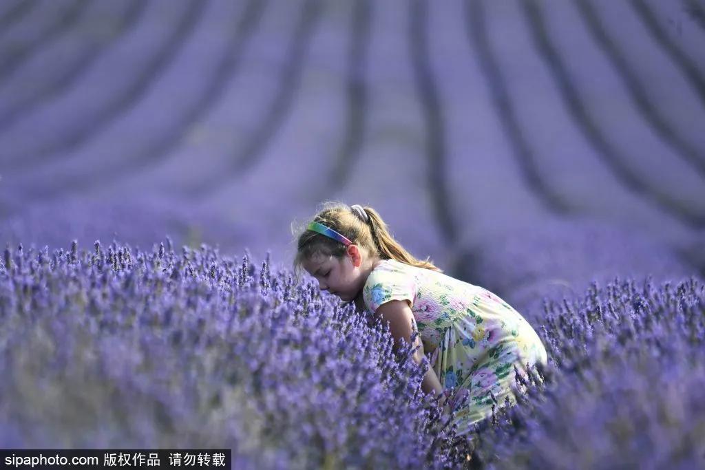 薰衣草花海真是太美了,北京薰衣草花海打卡网红地