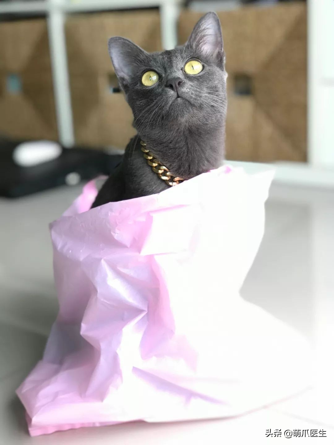 猫咪喜欢在塑料袋尿尿,猫咪吃塑料袋什么原因