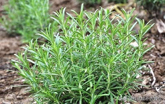 收缩毛孔水,收缩毛孔的护肤水