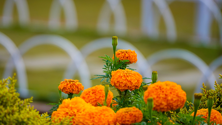 尼泊尔十堰,尼泊尔为什么这么穷