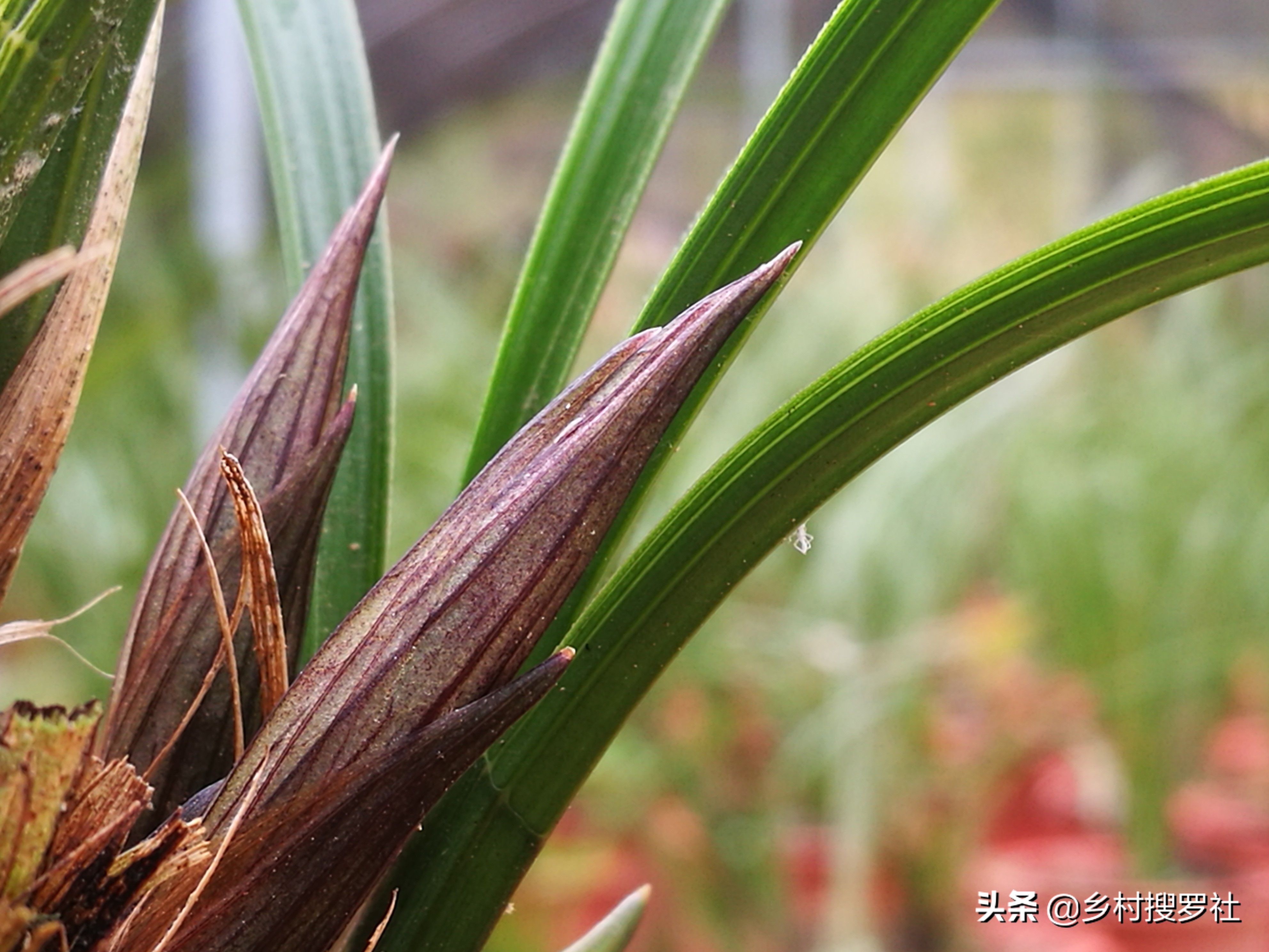 如何施肥让兰花开花快点,兰花长花苞的时候多久施一次肥