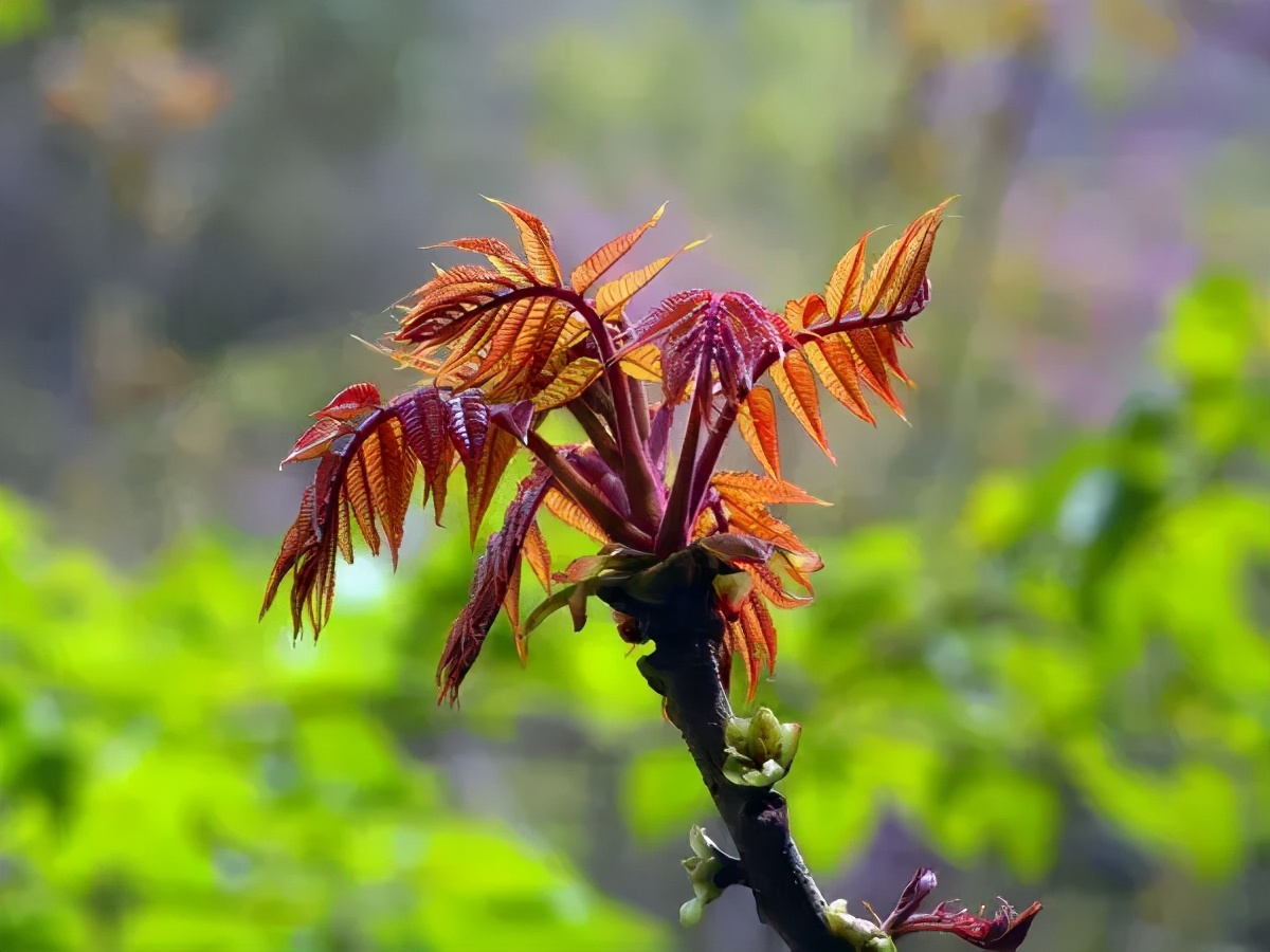 诗人笔下的香椿,描写香椿的散文